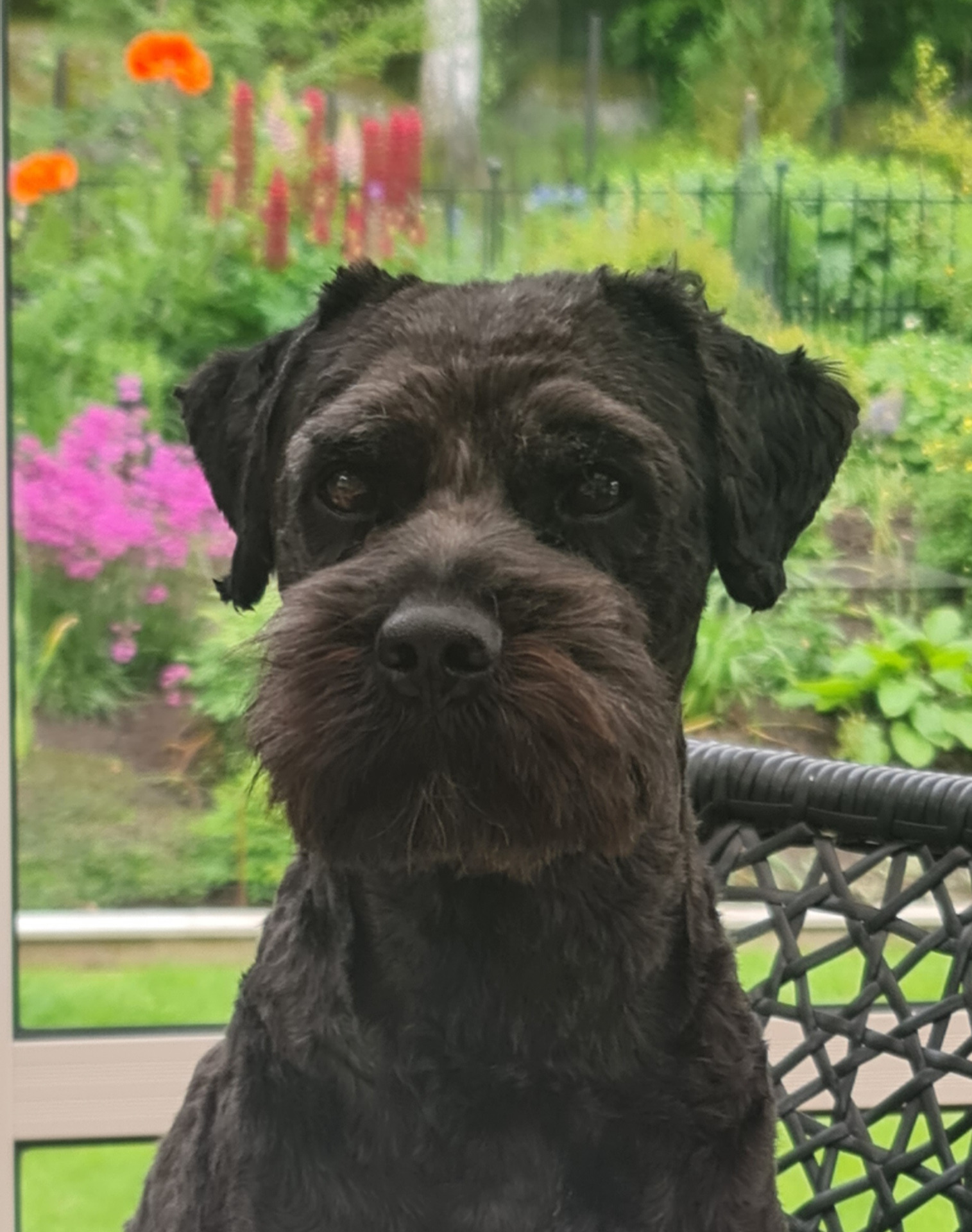 Anton - 2 1/2 year
